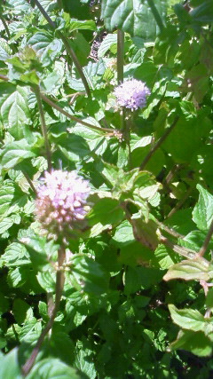 オーデコロンミントの花は薄い紫色 小学館集英社プロダクション屋上菜園ブログ